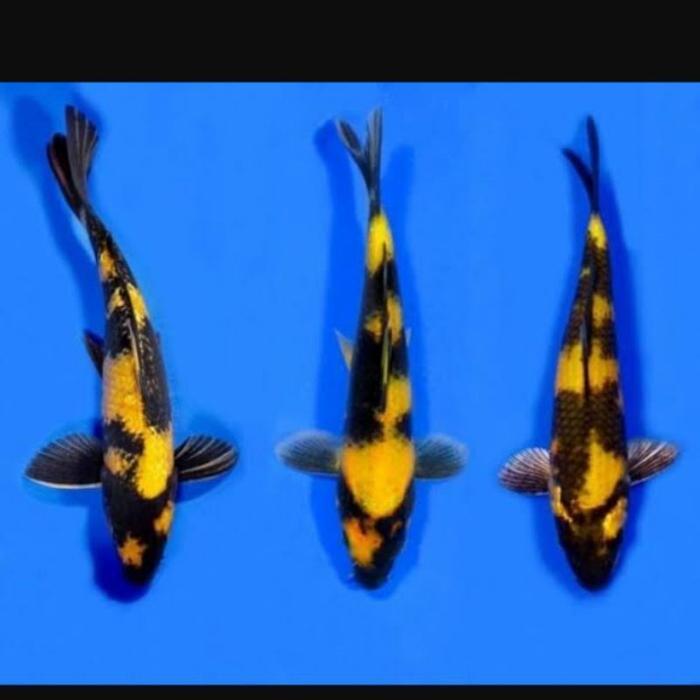 Ikan Koi Ki Utsuri Blitar Size 16-18Cm - Koi Blitar Terbaru 
