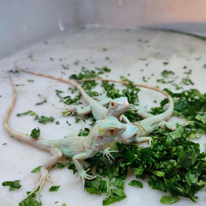 Ready snow iguana blue albino t- baby cakep
