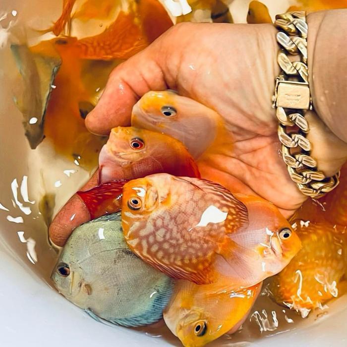 READY GE Paket ikan discus 2 inch 10 ekor