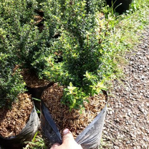 tanaman seribu bintang (seribu bintang bonsai micro)