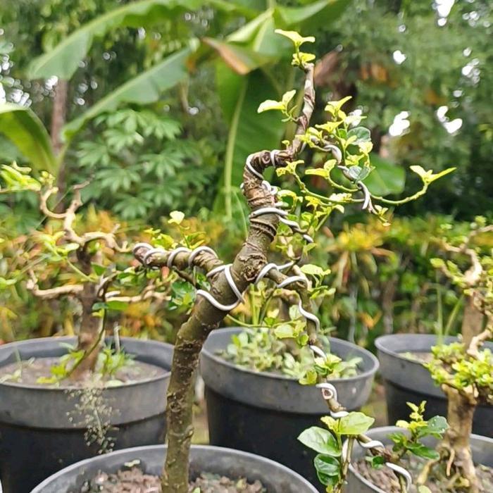 Bahan Bonsai Serut Mame Murah