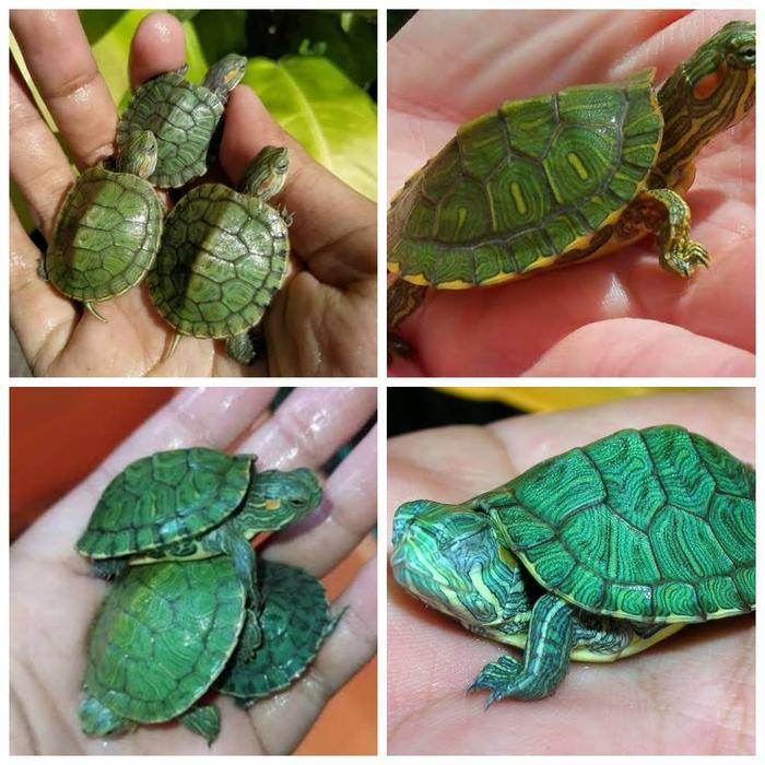REDAY Terlaris Reptil - hewan peliharaan - KURA KURA BRAZIL - Baby Kura Kura Brazil Promo Murah