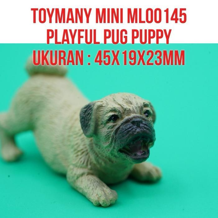 Grafi - Toymany Ml00145 Playful Pug Puppy Dog Anak Anjing Pug Canis Lupus Familiaris Ukuran