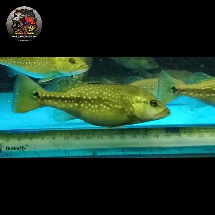promo Ikan Hias Peacock Bass Fogo / PBass Fogo terlaris