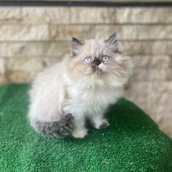 Kucing kitten Ragdoll sealpoint betina 2,5 bulan