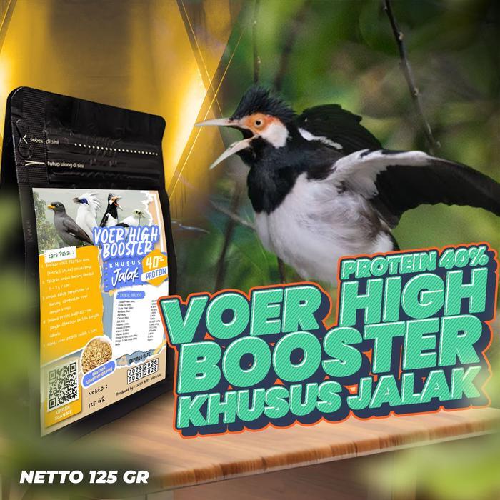 Makanan Burung Jalak Voer Jalak Juara Lomba Ekstrak Ulat Hongkong Makanan Burung Jalak Voer High