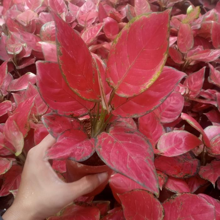 READY bunga aglonema paket bermacam jenis murce ceria