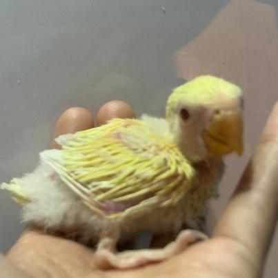 Terbaru Lovebird Lolohan Anakan Non Klep Lutino Mm