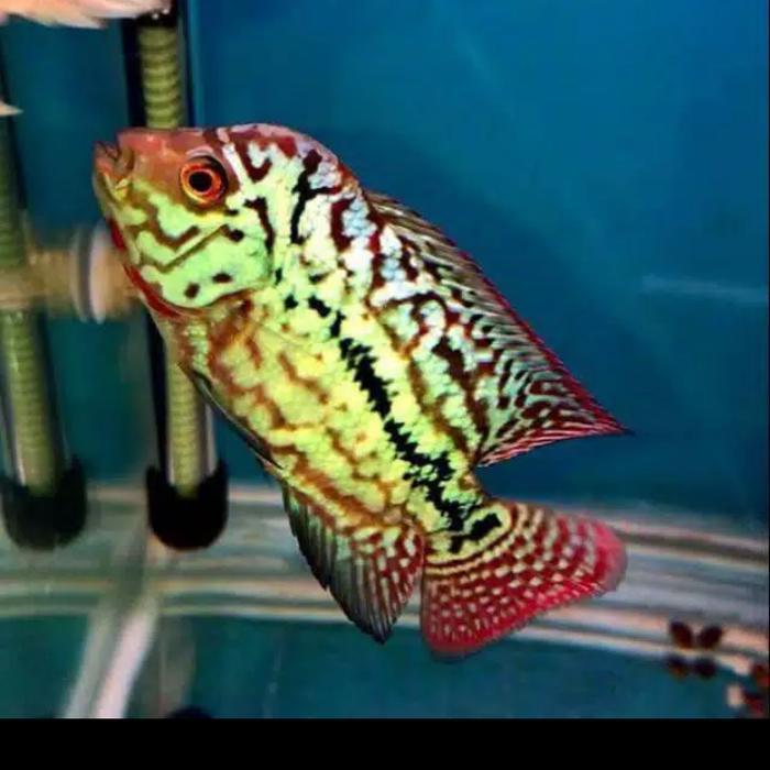 Burayak Ikan Louhan King Kamfa Import Sortiran 4 Cm Terbaru 