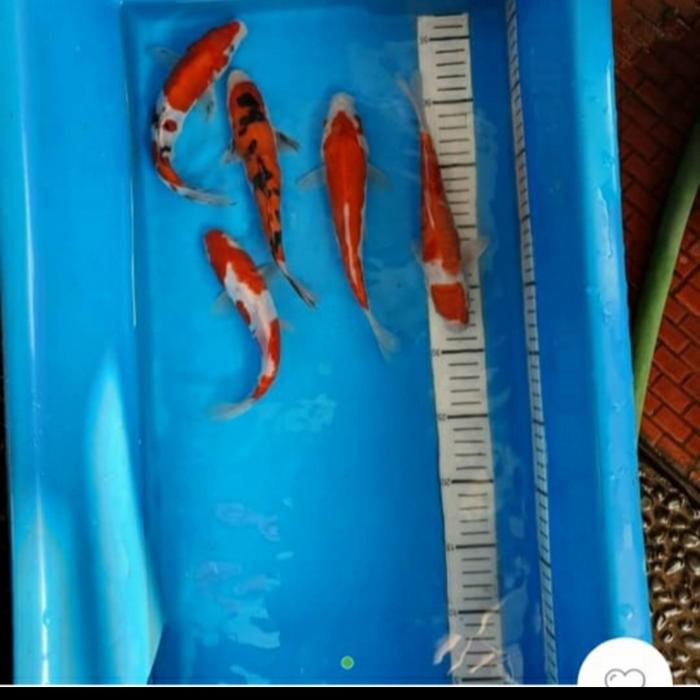 Paket Ikan Koi 5 Ekor 16-19 Cm, Pilihan Meriah. Terbaru 