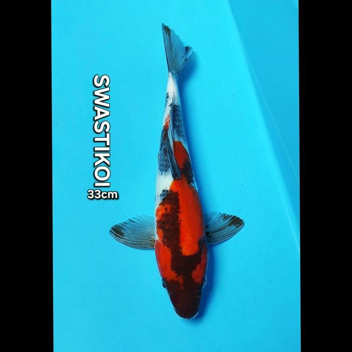 Ikan Koi Blitar Showa Bagus 33Cm Terbaru 