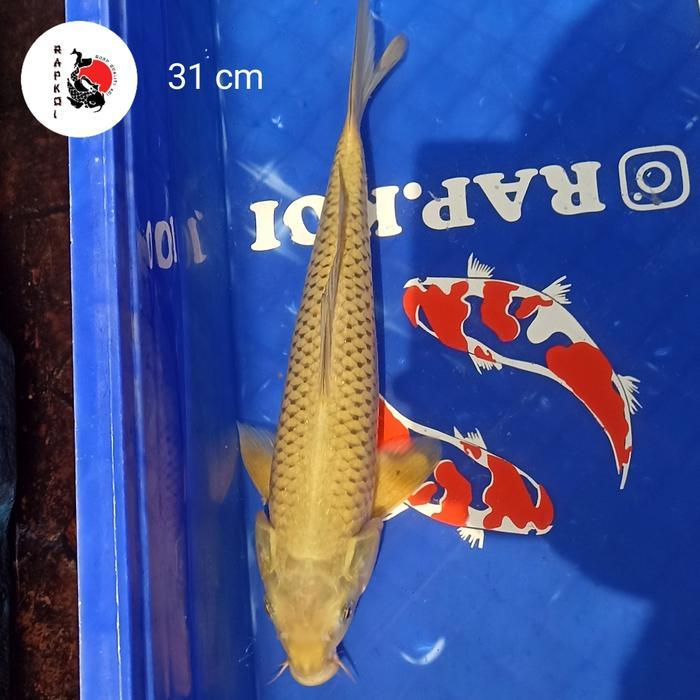 Ikan Koi Midori Terbaru 