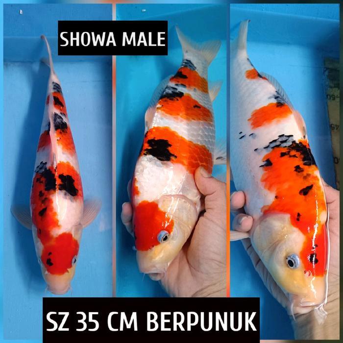 Ikan Koi Blitar Showa Gambar Asli Ready Kohaku Sanke Chagoi Shusui Dll Terbaru 