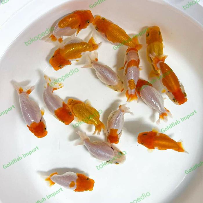 Rancu Rw Bufallo Ikan Mas Koki Rancu Rw Bufallo Uk 8Cm Terbaru 
