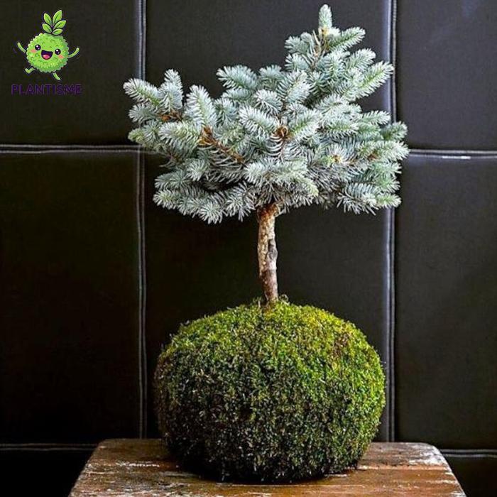 Mossball Cemara Perak Juniperus Squamata Blue Star Little Planet Tanaman Bonsai Mini Tropis