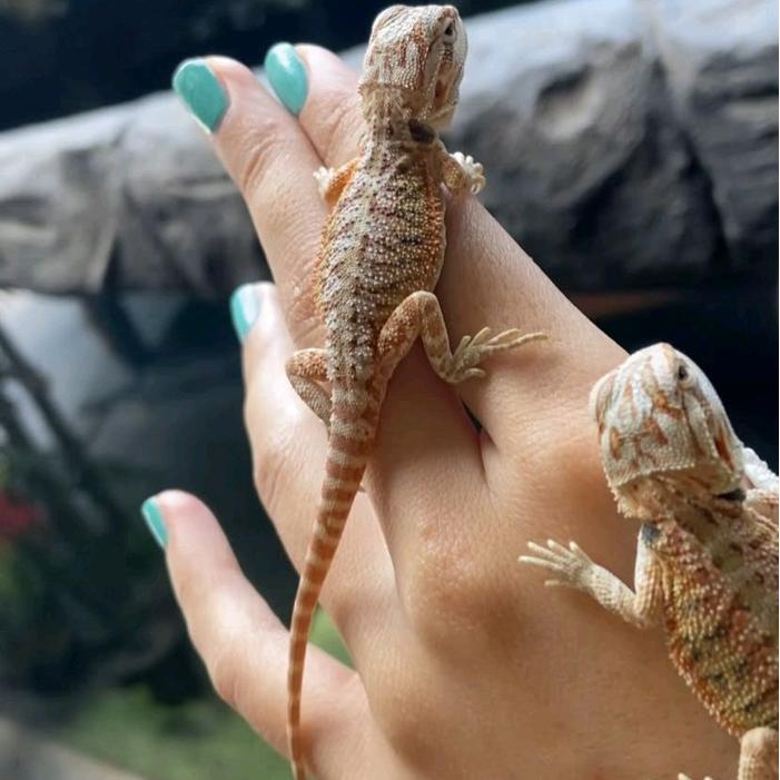 READY GE BABY BEARDED DRAGON HYPO HET TRANS LINE RMB