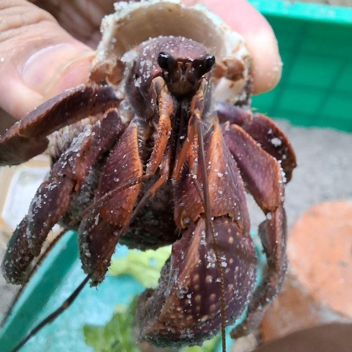 PROMO GE Kelomang Darat Komang Kumang Umang