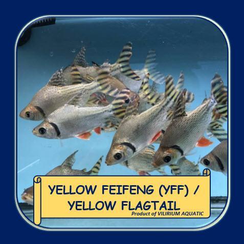 SIAPKIRIM IKAN S TAWAR - YELLOW FLAGTAIL FEIFENG (6cm) READY STOCK