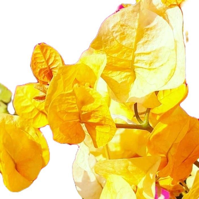 tanaman bunga bugenvil kuning - bunga bugenvil - tanaman bunga kertas - bugenvil kertas bunga kuning