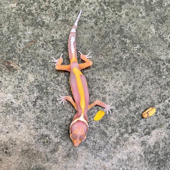 REDAY Terlaris Mainan Juve Leopard Gecko Bell Reverse Stripe Promo Murah