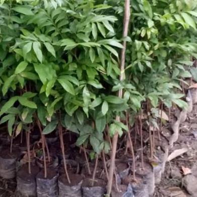 READY BIBIT TANAMAN BUAH KELENGKENG SEEDLING SEMAI BIJI UNGGUL