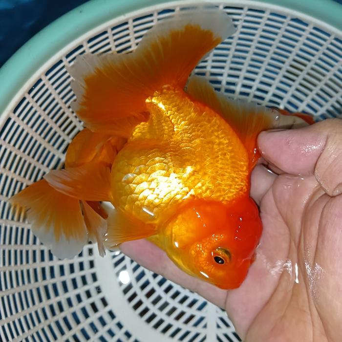 Oranda Rosetail Full Red / Ikan Mas Koki Rosetail Full Red #Gratisongkir
