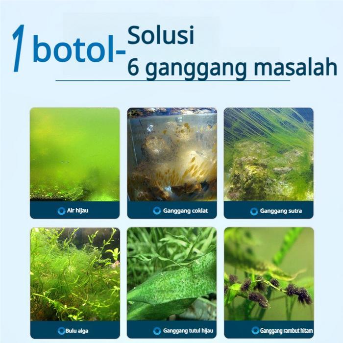 CodPenghilang Alga Tangki Ikan Menghilangkan Air Hijau Alga Rambut Hitam Alga Lumut Alga Hijau