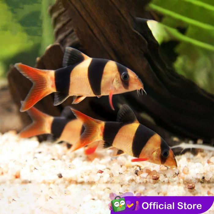 Botia Badut / Clown Loach / Botia Tiger Kalimantan Ikan Hias Aquascape Terlaris
