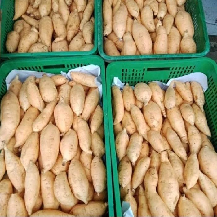 PROMO UBI MADU CILEMBU MINI BERAT 1 KG UBI MADU WONOGIRI TELO MADU MENTAH DIPANEN DARI BULUKERTO