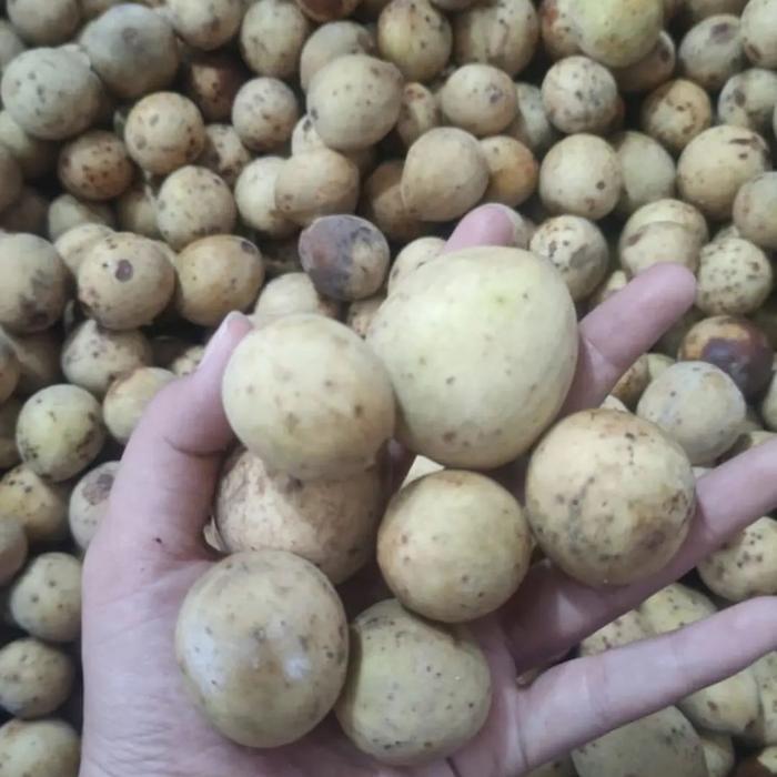 DUKU PALEMBANG 1KG/BUAH DUKU PALEMBANG FRESH MANIS/BUAH DUKU MANIS
