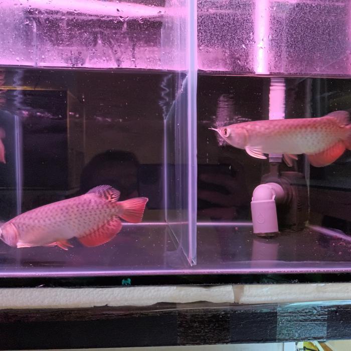 Arowana Golden Red Arwana Terbaru 