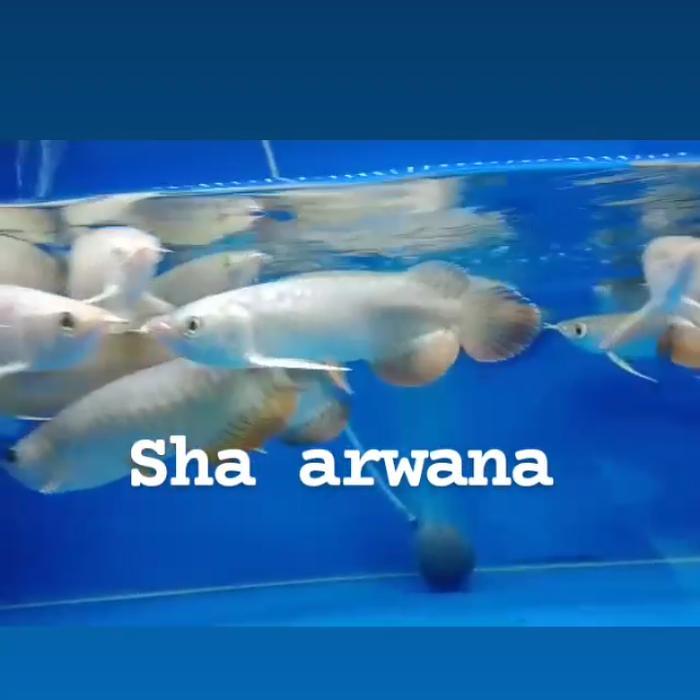Ikan Arwana Bluebase Golden Red Hb Arwana Golden Red Highback Terbaru 