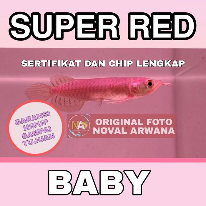 Ikan Hidup Arwana Arowana Super Red Bakat Pedess Baby Terbaru 