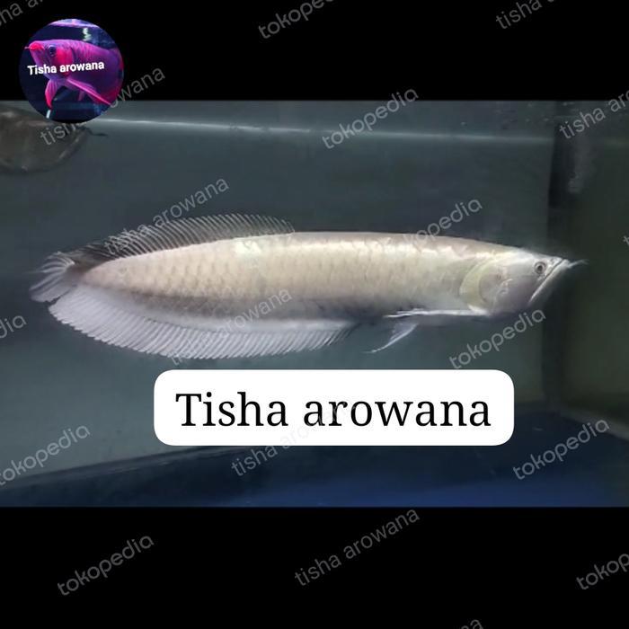 Arwana Silver Red Arwana Besar Terbaru 