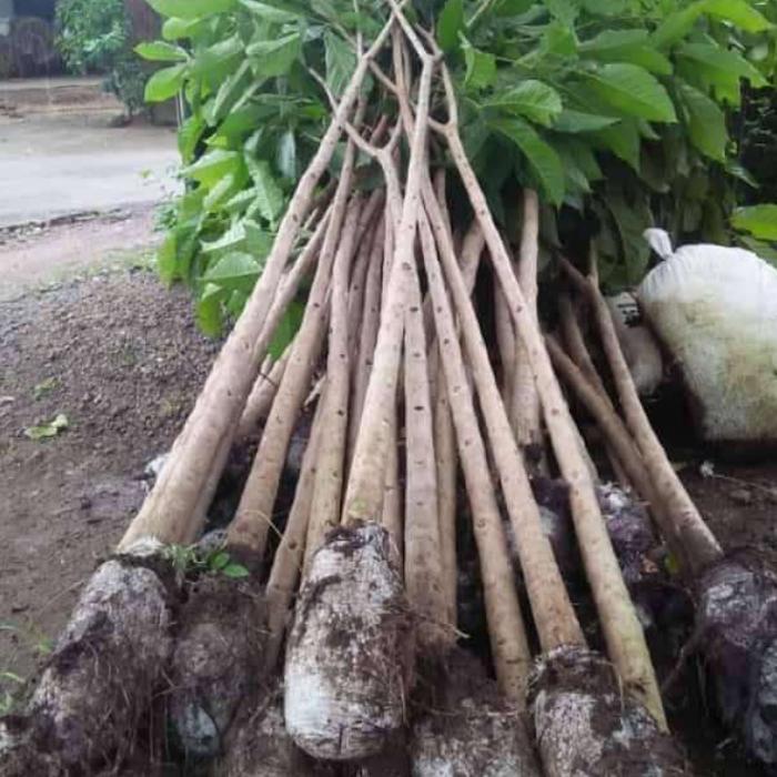 Yuxurystore- Pohon Tabebuya 3 Meter Rosea Pink Dan Kuning