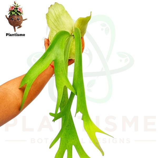 Kokedama Tanduk Rusa Platycerium Bifurcatum Tanaman Hias Gantung Penghias Dinding