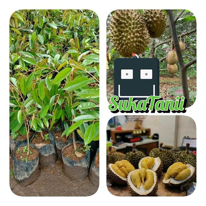 Bibit durian Montong okulasi bibit durian montong super unggulan