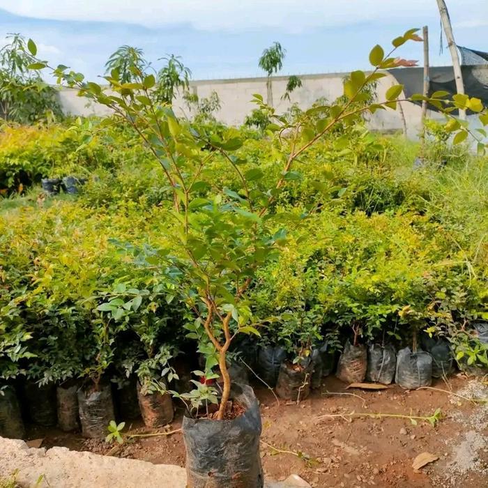 SIAPKIRIM bibit anggur pohon brazil jenis sabara READY STOCK