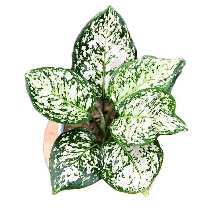 aglonema dud white - tanamanhias aglonema dud white - tanaman aglonema dud white Putih