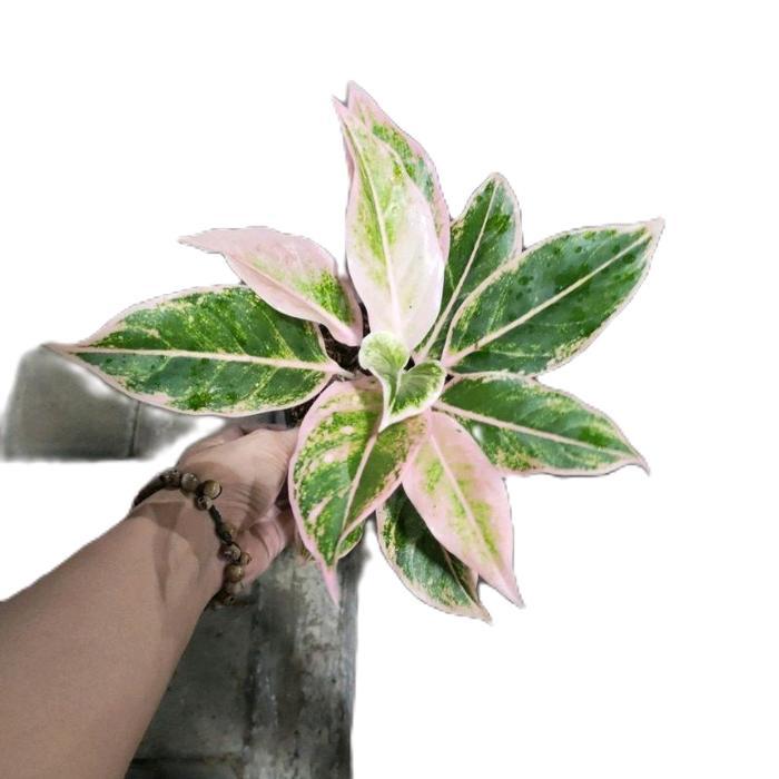 aglonema lipstik puding - tanamanhias aglonema lipstik puding - tanaman aglonema Daun