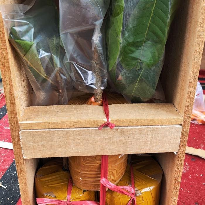 Bibit Mamey Sapote Keywest Bercabang Bagus Dan Mamey Sapote Lorito