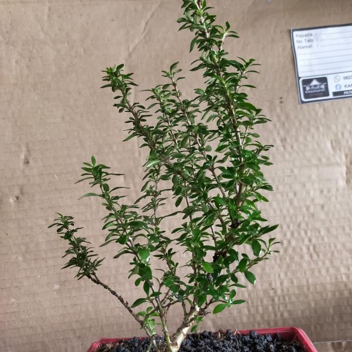 bibit tanaman bonsai seribu bintang mikro