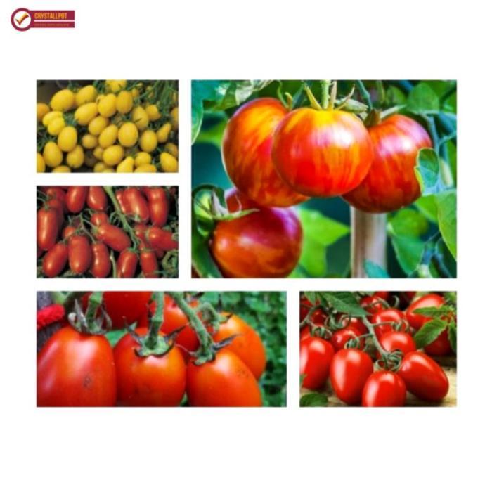 Tanamsegar- Benih Bibit Tomat Tymoti F1 Cap Panah Merah - Tomat Tymoti F1
