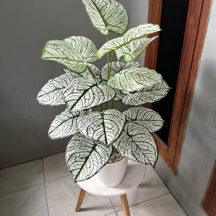 Tanaman Keladi Palsu Kode A (Sudah Termasuk Pot) Plastik Pot Bunga