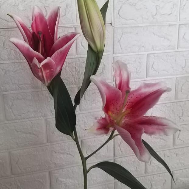 bunga potong Lily segar 1 tangkai