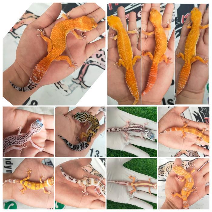 REDAY Terlaris Leopard Gecko Indukan, bebas request morph Promo Murah