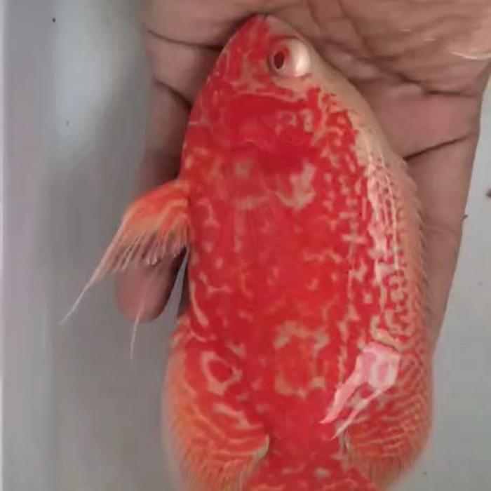 REDAY Terlaris Oscar Tiger Albino good marking 15cm Promo Murah