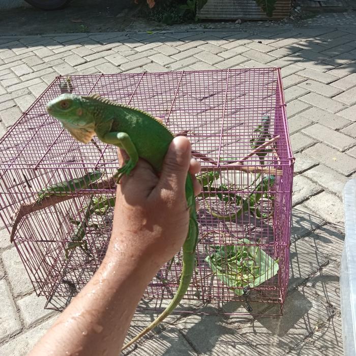 REDAY Terlaris Iguana green columbia juve Promo Murah