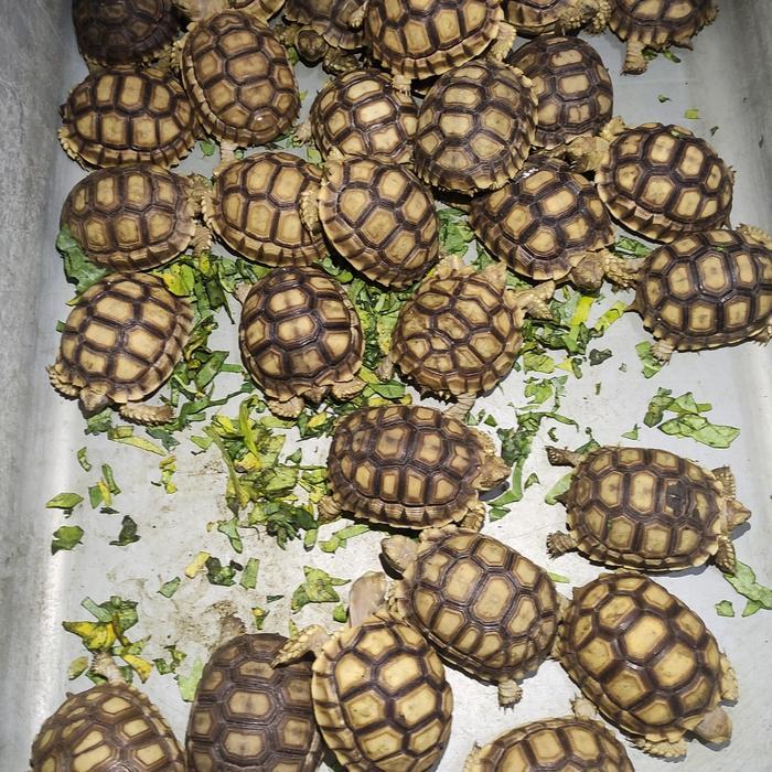 REDAY Terlaris Sulcata 8-9cm mainan anak Promo Murah