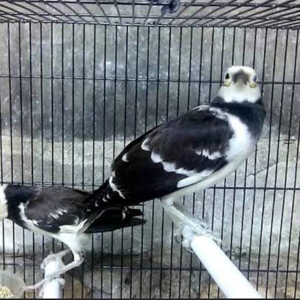 BURUNG JALAK HONGKONG SEPASANG/ SATUAN SIAP TERNAK - sepasang, mulus